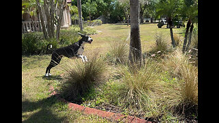 Great Dane Bounces Through Grass To Catch Sprinkler