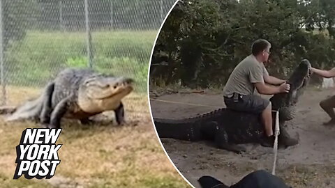 Florida deputies wrangle, duct-tape massive gator in St. Petersburg