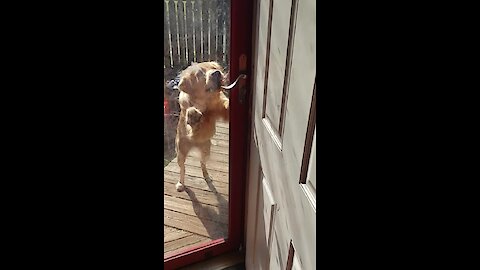 Smart doggy figures out how to open door