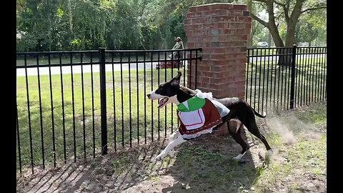 Great Dane Races Lawn Guy Wearing Oktoberfest Beer Girl Costume