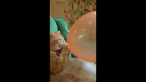 Cat blowing a ballon?