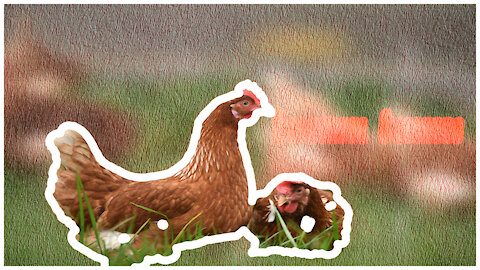 Colored chickens eat over the grass