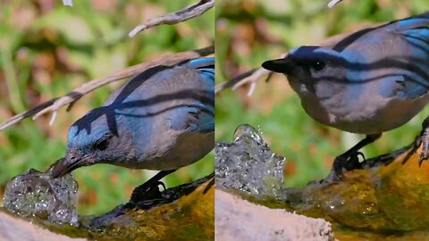 Little bluebird drinking water by the river