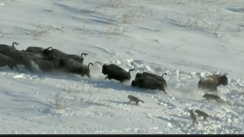 Wolves attack a herd of bison