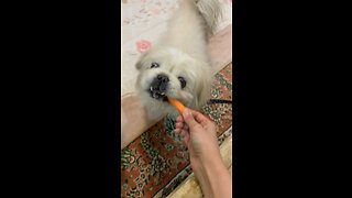 Cute carrot-eating dog