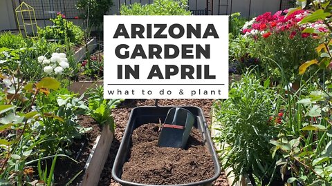 ARIZONA GARDEN in APRIL: What TO DO & PLANT