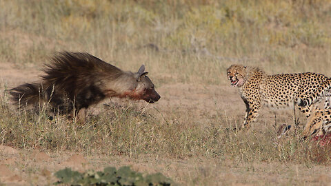 Hyena Brutal Fight With Leopard, -Fierce Battle!