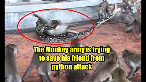 The Monkey army is trying to save his friend from python attack