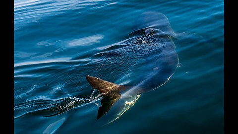 Swimmer Touches Something, Attacked by Shark