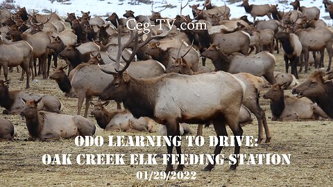 Odo learning to drive: Oak Creek Elk Feeding Station – 1/29/2022