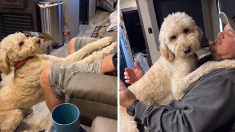 Sweet Goldendoodle preciously hugs owner on command