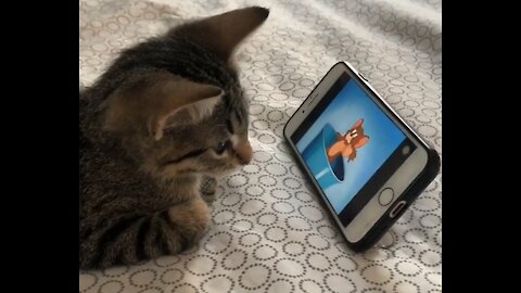 My adorable cat and the cartoon