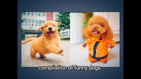 full compilation funny dogs