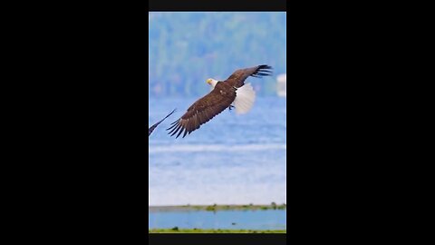 Eagle and the sky beautiful video 😍