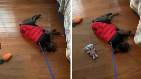 Lazy Frenchie humorously refuses to go for a walk
