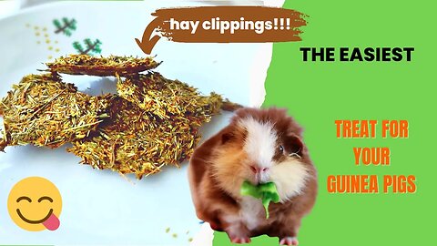 Easiest Healthy Homemade Treats for Guinea Pigs - Using Hay Clippings!