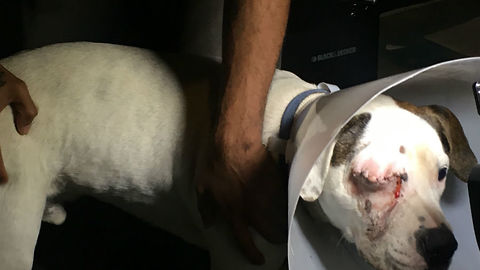 Dog shot in face in armed home invasion robbery
