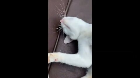 cute cat and kittens funny videos! ! compilation video #2