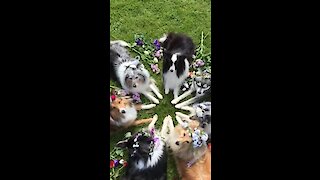 Well-disciplined dogs show off their flower costumes