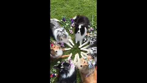 Well-disciplined dogs show off their flower costumes