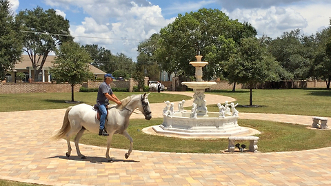 Casa Bella Estate Courtyard with Paso Fino Andalusian Horse