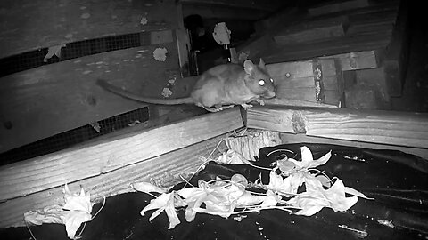 A24 Rat Trap: The Galloping Rat, Sophie, a Fox, Moving Trap 1 Foot Away, & a Lizard Catches a Fly