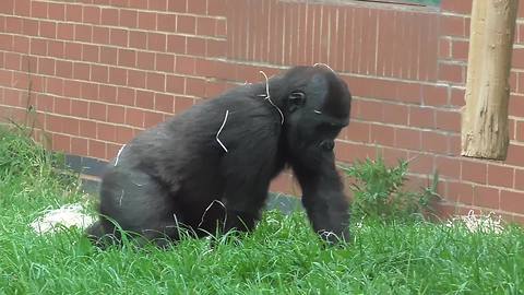 Gorilla baby caught hilariously rolling around enclosure