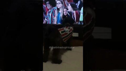 Cadela Pretinha Tricolor comemorando gol do Fluminense (Ganso) - Fluminense 3x2 Vila Nova