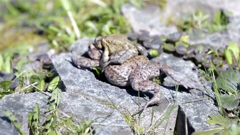 Two frogs climbing over rocks
