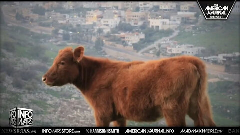 How Four Red Heifers Started The War In Gaza