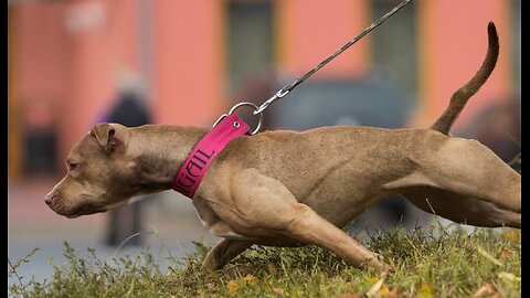 Leash training is quick and simple.walking your dog on a relaxed manner in just thirty minutes.