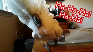 Playful cockatoo belts out hysterical laughter