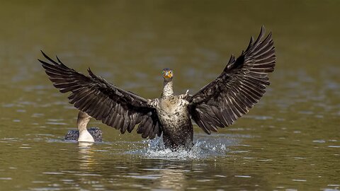 Cormorant Arrival, Sony A1/Sony Alpha1, 4k