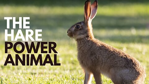 The Hare Power Animal