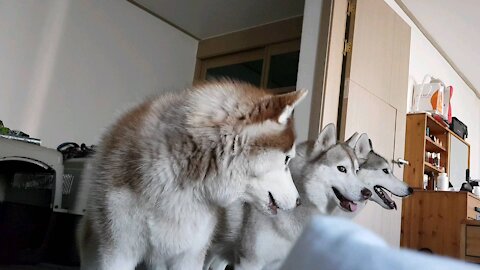 Happy puppies because a friend came to play. Husky puchitan