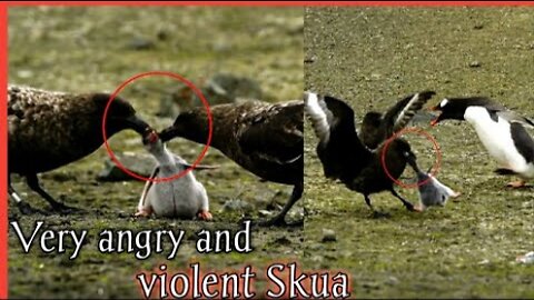 Very angry and violent Skua (penguin vs Skua)