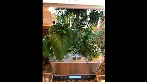 AeroGarden Harvest Elite with Gourmet Herb Seed Pod Kit - Hydroponic Indoor Garden, Platinum St...