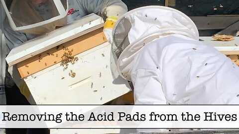 Removing the Acid Pads from the Bee Hives