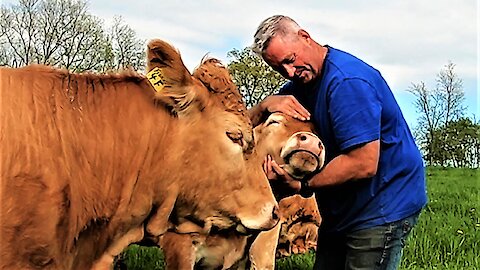 Cows become extremely demanding for love and affection