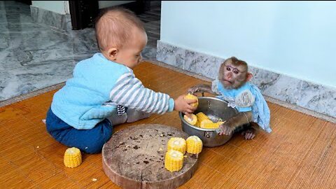 Monkey KaKa and Baby work together to help mom bring corn to boil