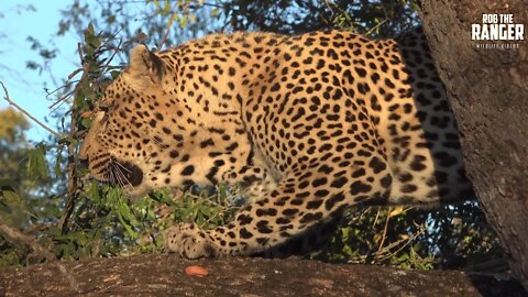 Massive Male Leopard Climbs A Tree To Feed