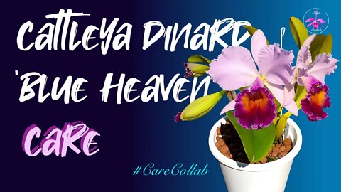 Cattleya Dinard 'Blue Heaven' CARE | Leca & Self-Watering by The Med 🤩#CareCollab