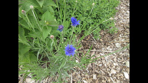 Frilly Double Flowered Charmers Cornflower Sept 2022