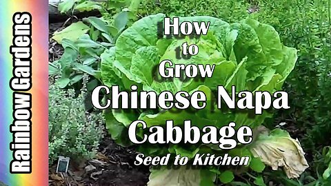 How to Grow Chinese/Napa Cabbage, Seed to Kitchen!