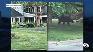 Bath Township police alert residents to black bear that was spotted in Fairlawn