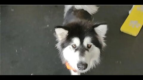 Dog Daycare The Dog Club Kalispell MT