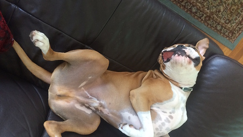 Buddy the Boxer is definitely not a morning dog