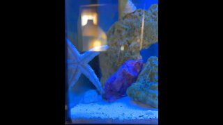 Starfish on glass