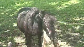 Horse having a good scratch