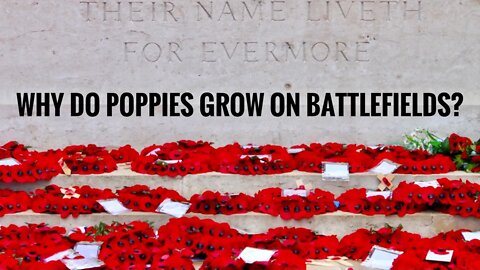 WHY DO POPPIES GROW ON BATTLEFIELDS? THE SCIENCE BEHIND FLANDERS FIELDS. | Gardening in Canada 🇨🇦